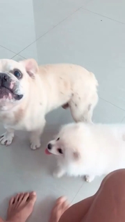 Aline Campos feet photo thumbnail