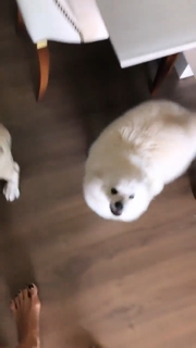 Aline Campos feet photo thumbnail