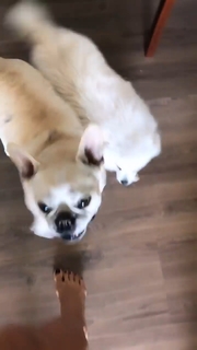 Aline Campos feet photo thumbnail