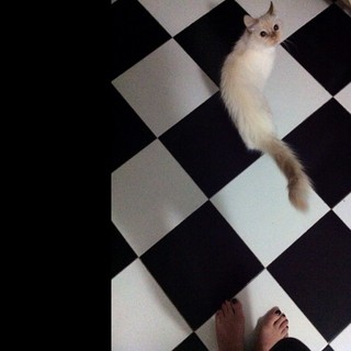 Alinne Moraes feet photo thumbnail