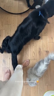 Alison Cossenet feet photo 12