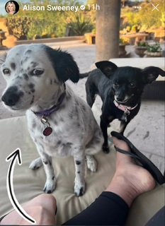 Alison Sweeney feet photo thumbnail