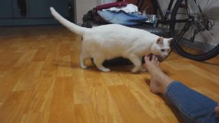 Allison Speed feet photo thumbnail