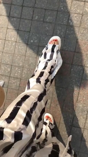 Alyona Ponomarenko feet photo 15