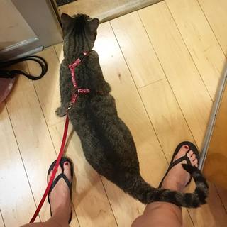 Amy Shira Teitel feet photo 6
