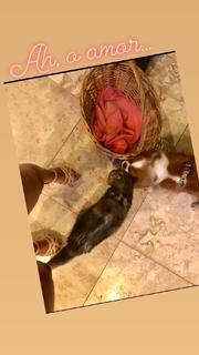 Ana Paula Padrão feet photo thumbnail