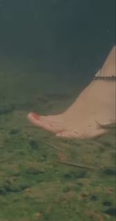Anaswara Rajan feet photo thumbnail