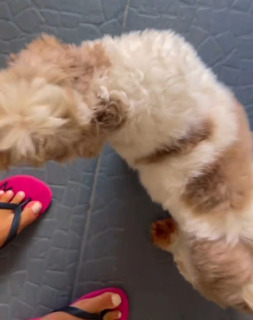 Andressa Soares feet photo 4