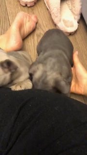 Anfisa Chekhova feet photo thumbnail