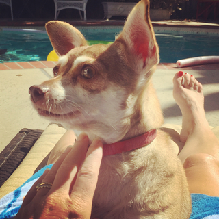 Angela Kinsey feet photo thumbnail