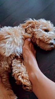 Ani Lorak feet photo thumbnail