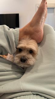 Anjelah Johnson-Reyes feet photo thumbnail