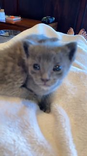 Anna Akana feet photo thumbnail