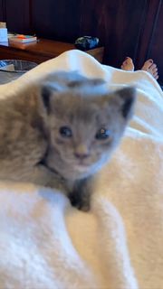 Anna Akana feet photo thumbnail