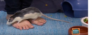 Annika Preil feet photo 15