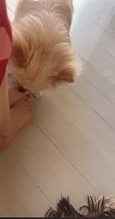 Aracely Arámbula feet photo 1