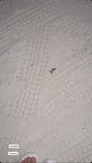 Aseel Omran feet photo thumbnail