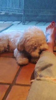 Ashleigh Brewer feet photo 15