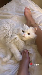 Aya Selim feet photo thumbnail