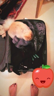 Bianca Atzei feet photo thumbnail