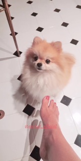 Bianca Atzei feet photo thumbnail