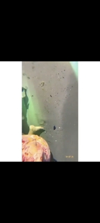 Biran Damla Yilmaz feet photo 19