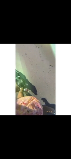 Biran Damla Yilmaz feet photo 18