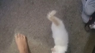 Brittany Venti feet photo 15