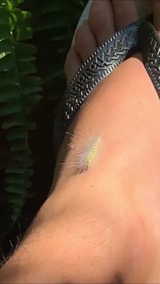 Bruna Linzmeyer feet photo thumbnail