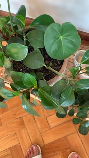 Bruna Linzmeyer feet photo thumbnail