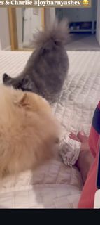 C.J. Perry Barnyashev feet photo thumbnail