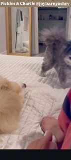 C.J. Perry Barnyashev feet photo thumbnail