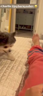 C.J. Perry Barnyashev feet photo thumbnail