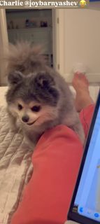 C.J. Perry Barnyashev feet photo thumbnail