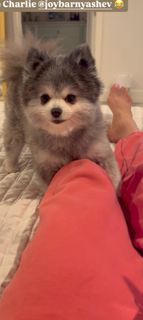 C.J. Perry Barnyashev feet photo thumbnail