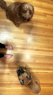 Caity Lotz feet photo thumbnail