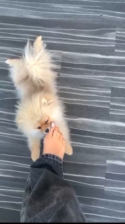 Camille Cerf feet photo thumbnail