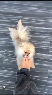 Camille Cerf feet photo thumbnail