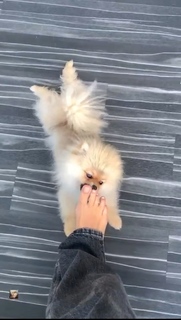 Camille Cerf feet photo thumbnail