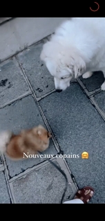 Camille Cerf feet photo thumbnail