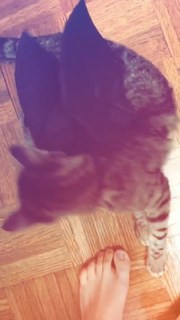 Camren Bicondova feet photo thumbnail