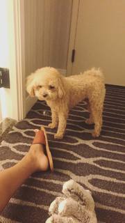 Candice Patton feet photo thumbnail