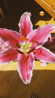 Carly Foulkes feet photo thumbnail