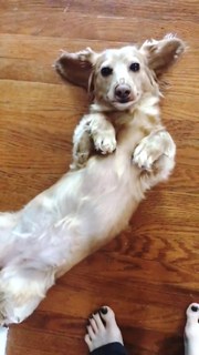 Carly Incontro feet photo thumbnail