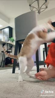 Carly Incontro feet photo thumbnail