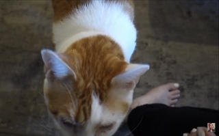 Carly Incontro feet photo thumbnail