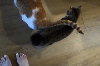 Carly Incontro feet photo thumbnail