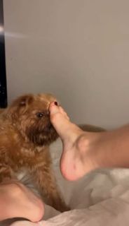 Casey Burgess feet photo 9