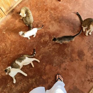 Catriona Gray feet photo 19