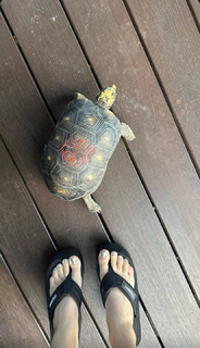 Chantel Jeffries feet photo thumbnail